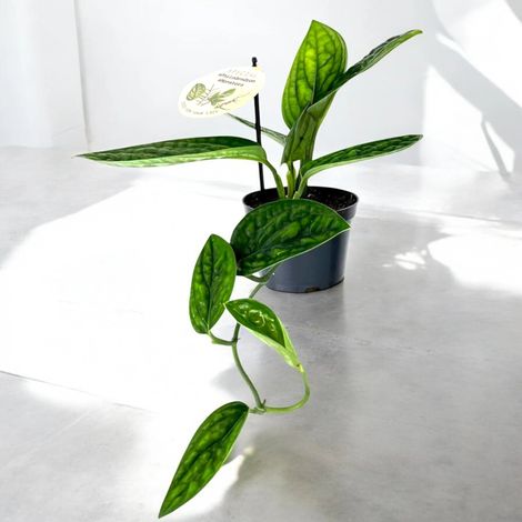 Gardenaria Monstera obliqua 'Peru' - Pianta da interno ornamentale - Altezza: 25 cm (vaso 12) (1/5)