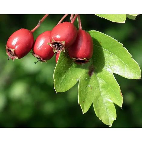 Gardenaria Crataegus monogyna - Arbusto ornamentale da giardino - Altezza: 30/35 cm (vaso19) (1/4)