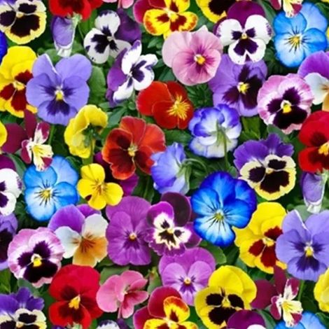 1000 St. Stiefmütterchen Mix – Bunte Blumen, Beete & Container, Garten & Terrasse