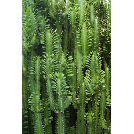 papier peint panoramique cactus tropicales vert jungle tropicale - ESTAhome (1/4)