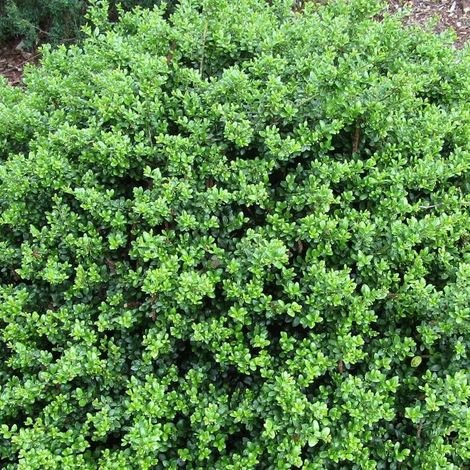 Houx crénelé Chat'o® 'FarrowSK6', Ilex crenata/Pot de 7,5L - 40/60 cm (1/5)
