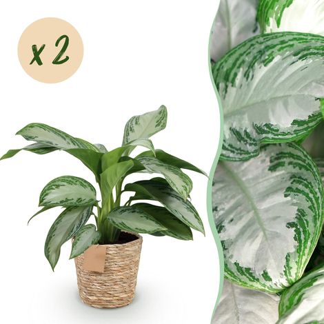 Aglaonema Silver Bay Lot de 2 Plantes d'intérieur avec Panier Feuillage Argenté 70-75 cm Pot 17 cm - PANGIVO (1/5)