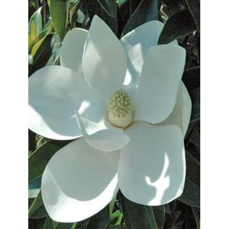 Laurier-tulipier 'Alta' Pot de 4L/5L (1/2)