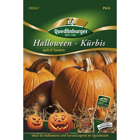 Quedlinburger Halloween-Kürbis Jack O'lantern - Gemüsesamen (1/2)