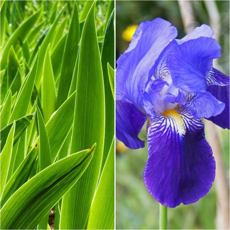 Pack de 4 Plantas de Lirio Azul. Iris Germanica