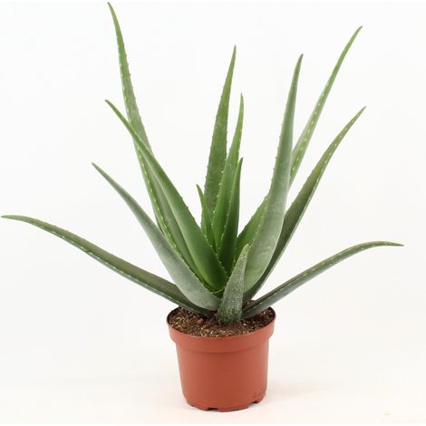 Aloe Vera Plante Verte d'Intérieur Naturelle Décorative - Pot Ø19 cm - Hauteur 70 cm - PANGIVO