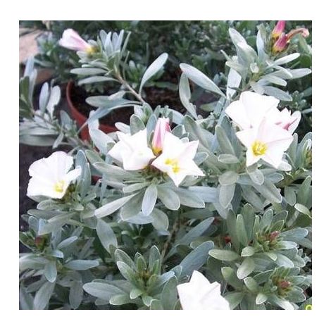 Liseron argenté, Convolvulus/Pot de 3L - 40/60 cm (1/4)