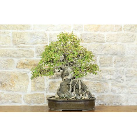 Bonsai di Carpino Coreano con radici su roccia (19) (1/5)