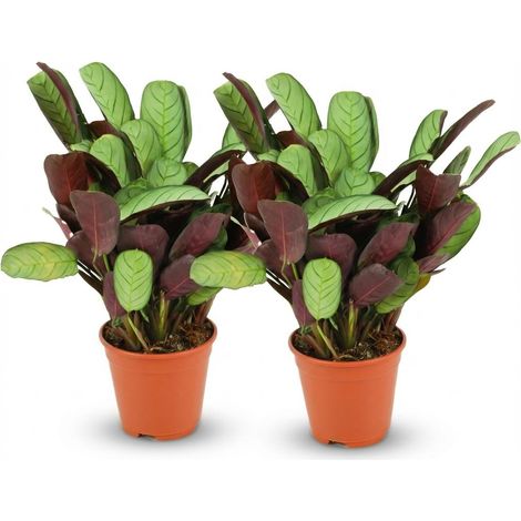 Ctenanthe Amagris Lot de 2 Plantes d'Intérieur Feuilles Gris-Vert et Violet Ø 14 cm 25-35 cm - PANGIVO (1/4)