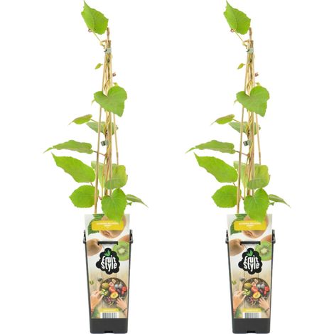Bloomique - 2x Actinidia Deliciosa 'Jenny' - Plante Kiwi - Plantes Fruitières - Plantes de Jardin - Rustique - ⌀14 cm - Hauteur 60-70cm