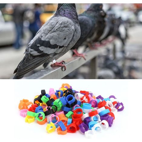Anneau de Jambe pour Pigeons / 200 Anneaux Colorés pour Identification Sans Marque / Diamètre 8mm / Plastique Haute Qualité / 10 Couleurs (1/5)