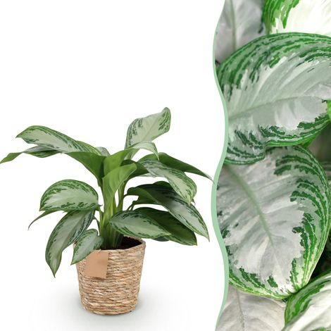 Aglaonema Silver Bay - Plante d'Intérieur Dépolluante - Feuillage Argenté - Pot 17cm - 70-75cm - PANGIVO (1/5)