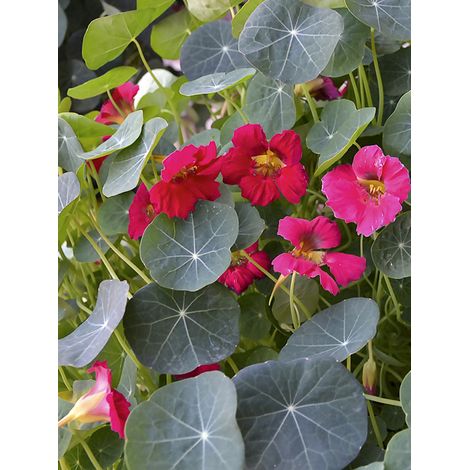 Capucine 'Baby Rose' le sachet de 20 graines (3g) (1/2)