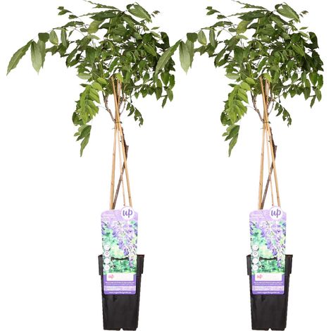 Glycine de Chine Wisteria sinensis Prolific Lot de 2 Plantes Grimpantes Bleu-Violet 65 cm - PANGIVO (1/4)