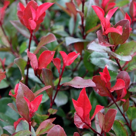 Photinia fraseri 'Little Red Robin' - 25-30 cm pot