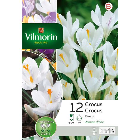 Vilmorin Crocus Jeanne D'Arc (x12) (1/3)