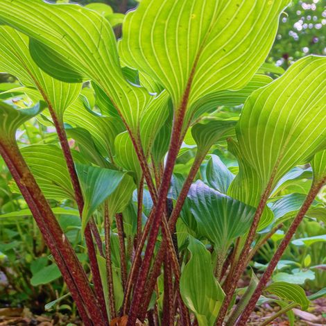 Hosta 'Gooseberry Sundae' Pot de 1,5L/2L (1/2)