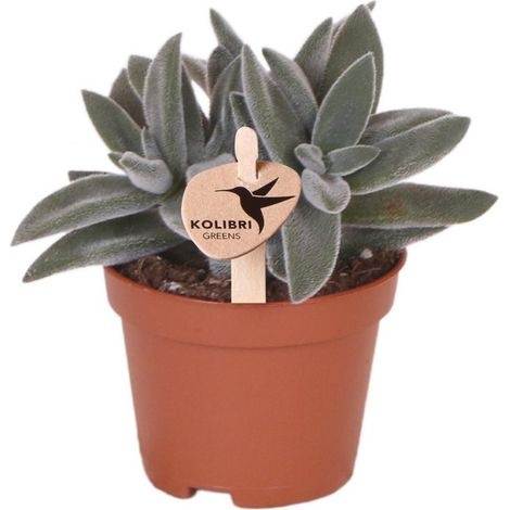 Plante Verte Succulente Crassula d'Intérieur Décorative Feuillage Velouté Pot Ø 6 cm - PANGIVO (1/5)