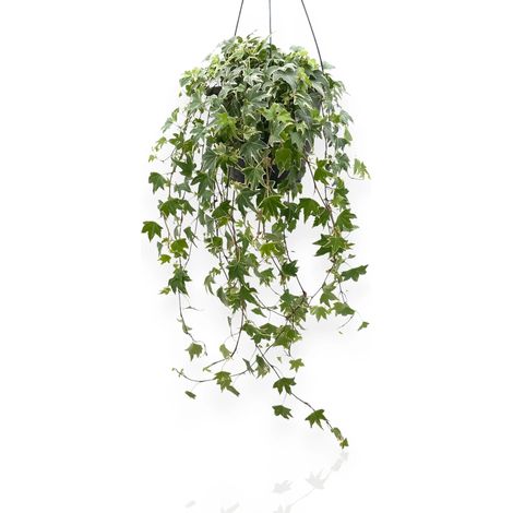 Gardenaria Edera - Hedera helix 'White Ripple' - Pianta da interno ornamentale - Altezza: 50 cm (vaso 19) (1/5)