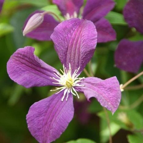 Clématite 'Étoile Violette' - Clématite de 50 à 60 cm en pot (1/4)