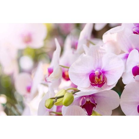 1 Sac Terreau pour orchidées, pH 5,5-6,5, avec engrais, écorce et perlite, pour Phalaenopsis et Cymbidium (1/3)