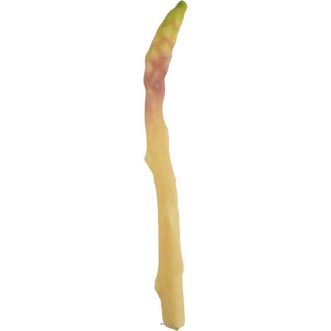 Asperge blanche artificielle superbe de réalisme L 24cm, D 2cm (1/2)