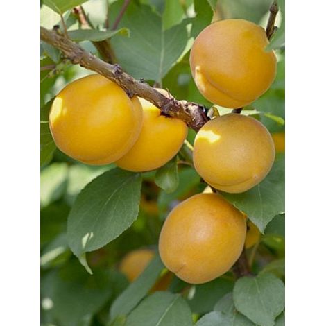 Abricotier 'Bulida' Pot de 7,5L/10L, Demi-Tige (1/2)