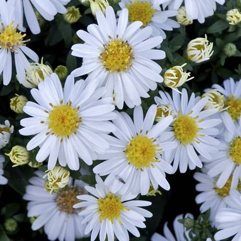 Aster d'automne dumosus Niobe | Conditionnement: Lot de 5 godets