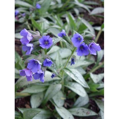 Pulmonaire 'Samourai' Godet de 8/9 cm (1/3)