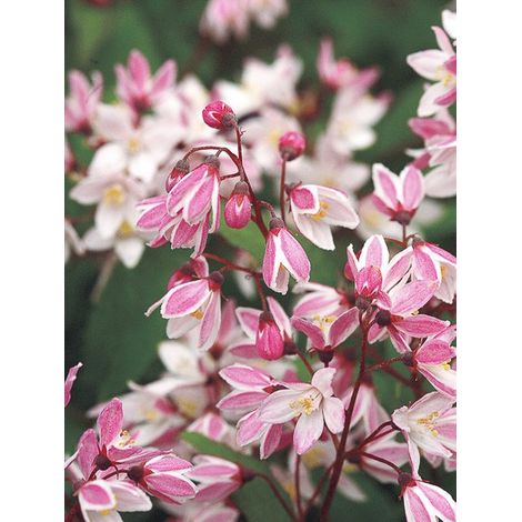 Deutzia 'Yuki Cherry Blossom' Pot de 2L/3L (1/2)