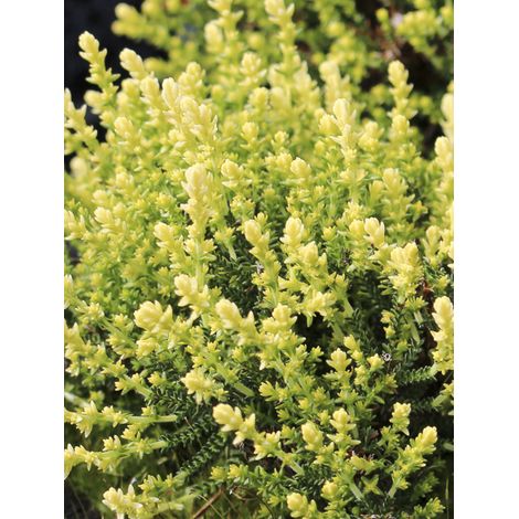 Bruyère commune, Brande 'Spring Cream' Pot de 12 cm / 13 cm (1/2)