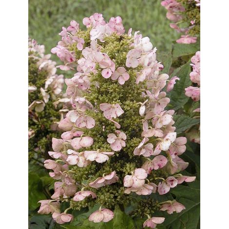 Hortensia à feuilles de chêne 'Munchkin' Pot de 2L/3L (1/2)