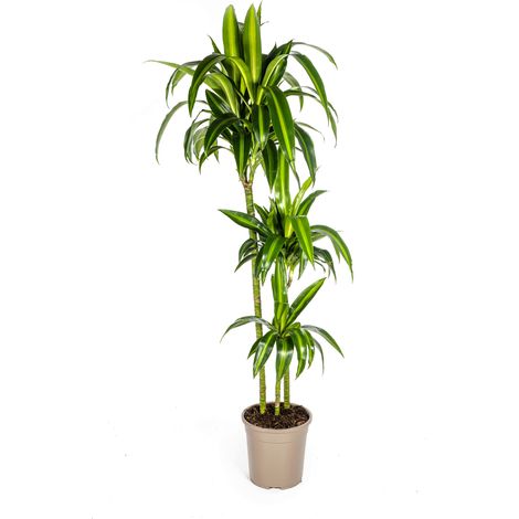 Dracaena Deremensis Hawaiian Sunshine - Plante Verte d'Intérieur Tropicale - Ø24 cm - 130-150 cm - PANGIVO (1/4)