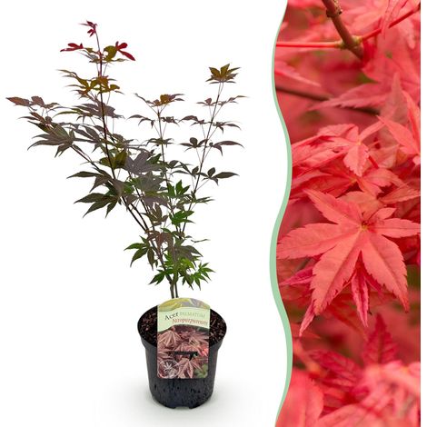 Érable du Japon Acer palmatum Atropurpureum Feuillage Violet Plante de Jardin et Terrasse 70 cm - PANGIVO (1/5)