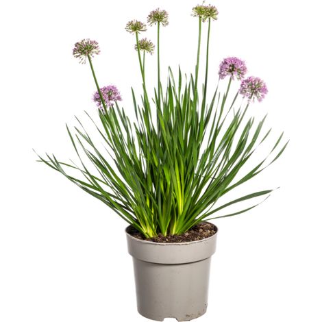 Allium senescens Millenium - Ail d'ornement à fleurs roses - Pot Ø19 cm - Hauteur 60 cm - PANGIVO (1/3)