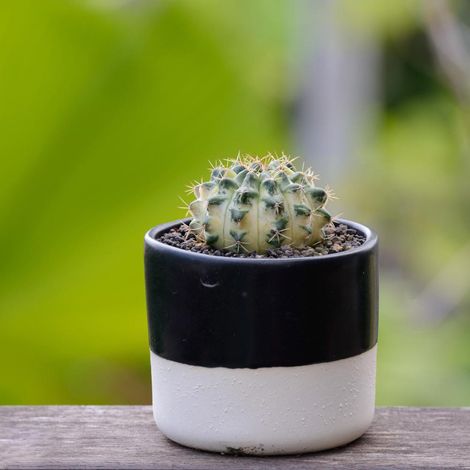 Moule rond en silicone pour pots de fleurs succulentes, moules en résine époxy cristal pour la création de pots de fleurs (1/5)