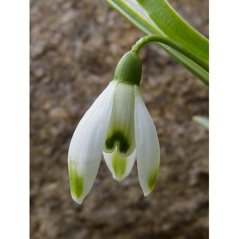 Perce-neige 'Viridi-Apice' Bulbe calibre 5+ (par 5) (1/2)