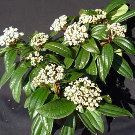 Viorne de David, Viburnum/Pot de 3L - 40/60 cm (1/4)