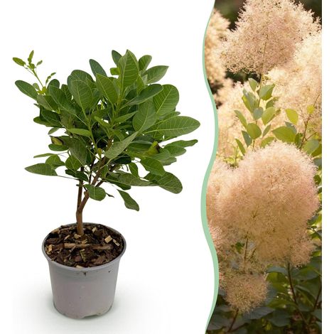 Cotinus coggyria Young Lady - Arbre à Perruque à Fleurs Roses - Arbuste d'Ornement - Pot 12 cm H35 cm - PANGIVO (1/5)