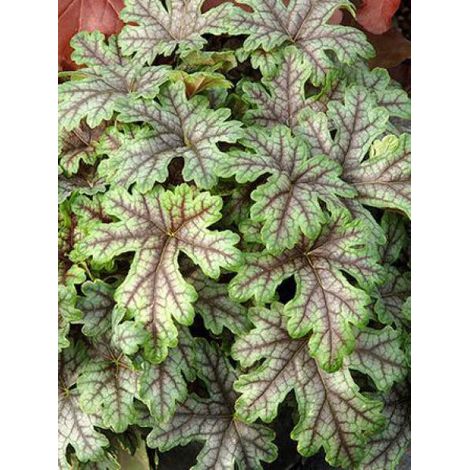 Heucherella 'Tapestry' Godet de 8/9 cm (1/2)