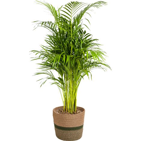 Palmier Areca Dypsis Lutescens Plante d'Intérieur Tropicale Pot Ø21cm 100-120cm - PANGIVO (1/5)