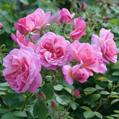 Gardenaria Rosa 'Hyde Hall' - Rosa da giardino - Altezza: 40/50 cm (vaso20) (1/4)