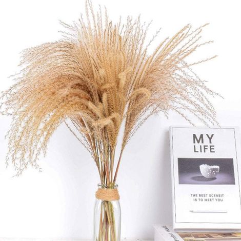 60 pièces de roseaux de la pampa séchés naturels (Phragmites communis) pour compositions florales de mariage et décoration intérieure (1/5)