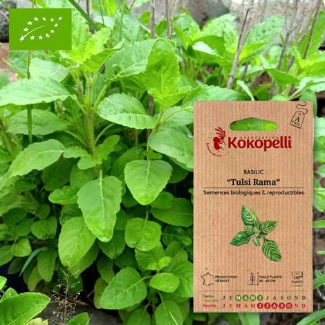 Basilic Tulsi Rama- Graines bio à semer (1/2)