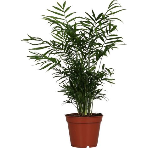 Chamaedorea Elegans Palmier D'intérieur Feuillage Vert Pot 17 cm Hauteur 55 cm - PANGIVO (1/4)