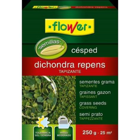 FLOWER Semillas Césped Dichondra Repens, Tapizante, 250 gr (1/4)