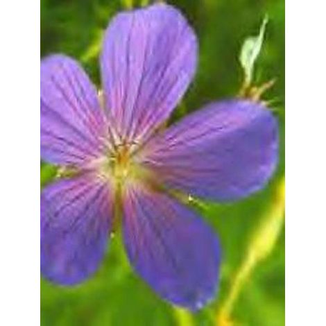 Géranium vivace 'Kashmir Blue' Godet de 8/9 cm (1/2)
