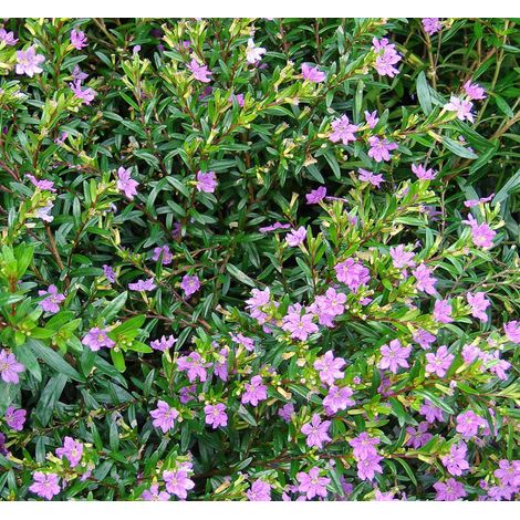 CUPHEA HYSSOPIFOLIA VASO 10.5CM