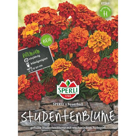 Sperli Studentenblumen Tagetes Feuerball - Blumensamen (1/2)