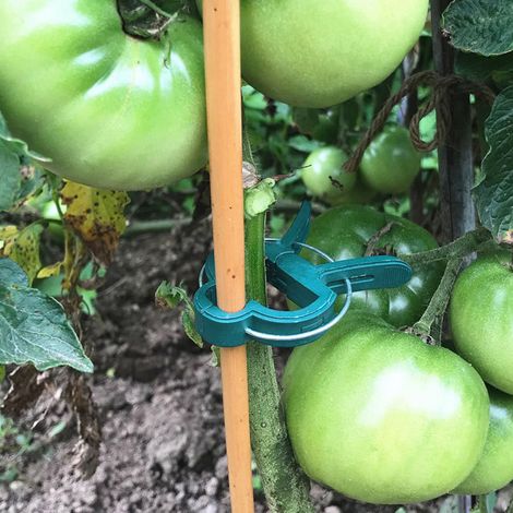 Pinces à Plantes 80x pour sécuriser Les Plantes - Pinces à Plantes de différentes Tailles - Pinces à Plantes - pour Jardinage en Serre Végétaux Grimpants et Pinces à tiges d'orchidées (1/2)